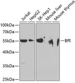 Anti-BPI antibody used in Western Blot (WB). GTX30092