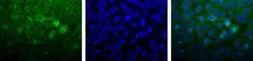 Anti-MTH1 antibody used in Immunocytochemistry/ Immunofluorescence (ICC/IF). GTX30108