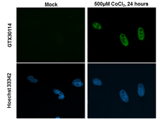 Anti-HIF2 alpha antibody used in Immunocytochemistry/ Immunofluorescence (ICC/IF). GTX30114