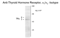 Anti-Thyroid Hormone Receptor alpha antibody [1718] used in Western Blot (WB). GTX30163