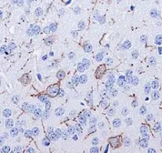 Anti-Neurokinin 1 Receptor antibody used in IHC (Paraffin sections) (IHC-P). GTX30169