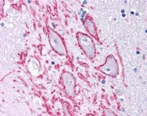 Anti-Neurokinin 1 Receptor antibody used in IHC (Paraffin sections) (IHC-P). GTX30183