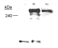 Anti-Neurofibromin antibody [McNFn27a] used in Western Blot (WB). GTX30208