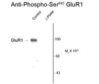 Anti-GluR1 (phospho Ser845) antibody used in Western Blot (WB). GTX30221