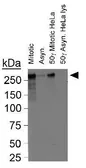 Anti-CENPF antibody used in Western Blot (WB). GTX30232