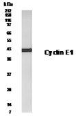Anti-Cyclin E1 antibody used in Western Blot (WB). GTX30234