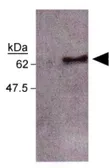 Anti-Caspase 8 antibody [FLICE 4-1-20] used in Western Blot (WB). GTX30244