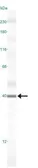 Anti-Caspase 3 antibody [CPP32 4-1-18] used in Western Blot (WB). GTX30246