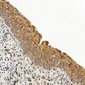 Anti-Caspase 3 antibody [CPP32 4-1-18] used in IHC (Paraffin sections) (IHC-P). GTX30246
