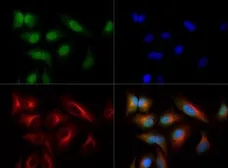 Anti-NTH1 antibody used in Immunocytochemistry/ Immunofluorescence (ICC/IF). GTX30397