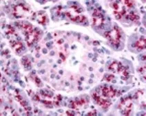 Anti-TERT antibody [2C4] used in IHC (Paraffin sections) (IHC-P). GTX30410