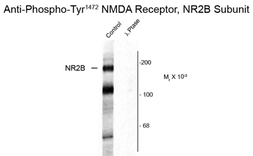 Anti-NMDAR2B (phospho Tyr1472) antibody used in Western Blot (WB). GTX30452
