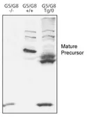 Anti-ABCG8 antibody used in Western Blot (WB). GTX30466