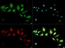 Anti-ABCF2 antibody used in Immunocytochemistry/ Immunofluorescence (ICC/IF). GTX30469