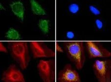 Anti-ABCE1 antibody used in Immunocytochemistry/ Immunofluorescence (ICC/IF). GTX30470