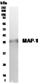 Anti-MAP1 antibody used in Western Blot (WB). GTX30482