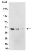 Anti-6X His tag antibody used in Western Blot (WB). GTX30500