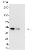 Anti-6X His tag antibody (HRP) used in Western Blot (WB). GTX30506