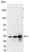 Anti-GST tag antibody used in Western Blot (WB). GTX30509