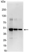 Anti-c-Myc antibody used in Western Blot (WB). GTX30518