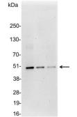 Anti-DDDDK tag antibody used in Western Blot (WB). GTX30527