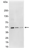 Anti-DDDDK tag antibody used in Western Blot (WB). GTX30527