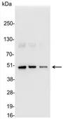 Anti-DDDDK tag antibody used in Western Blot (WB). GTX30528