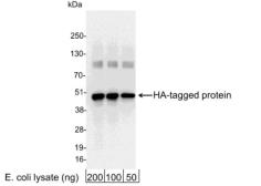 Anti-HA tag antibody used in Western Blot (WB). GTX30546