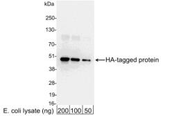 Anti-HA tag antibody (HRP) used in Western Blot (WB). GTX30574