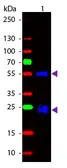 Goat Anti-Rabbit IgG antibody (FITC). GTX30593