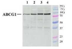 Anti-ABCG1 antibody used in Western Blot (WB). GTX30598