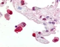 Anti-ABCG1 antibody used in IHC (Paraffin sections) (IHC-P). GTX30598