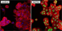 Anti-GATA3 antibody [1A12-1D9] used in Immunocytochemistry/ Immunofluorescence (ICC/IF). GTX30600