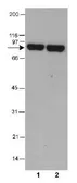 Anti-Thimet Oligopeptidase antibody [4D6] used in Western Blot (WB). GTX30631
