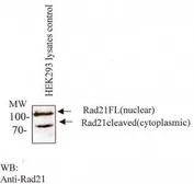 Anti-Rad21 antibody [CM110-2C10] used in Western Blot (WB). GTX30641