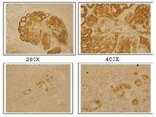 Anti-DLX4 antibody used in IHC (Frozen sections) (IHC-Fr). GTX30648