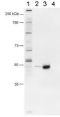 Anti-FOXP3 antibody used in Western Blot (WB). GTX30697