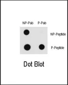 Anti-Raf1 (phospho Ser43) antibody used in Dot blot (Dot). GTX30714