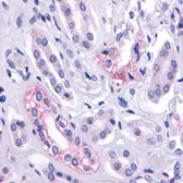 Streptomycin control peptide. GTX30733