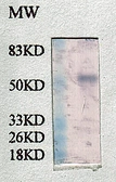 Anti-PPAR gamma antibody used in Western Blot (WB). GTX30762