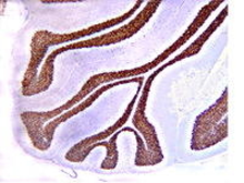 Anti-NeuN antibody [2Q158] used in IHC (Paraffin sections) (IHC-P). GTX30773