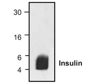 Anti-Insulin antibody used in Western Blot (WB). GTX30774