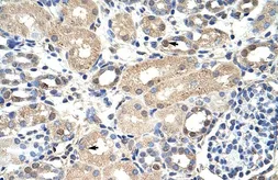 Anti-EXOSC7 antibody, N-term used in IHC (Paraffin sections) (IHC-P). GTX30775