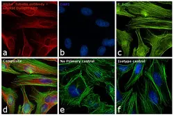 Goat Anti-Rabbit IgG antibody (DyLight680). GTX30811