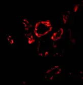Anti-SLUG antibody used in IHC (Paraffin sections) (IHC-P). GTX30813
