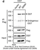 Anti-O-GlcNAc transferase antibody used in Western Blot (WB). GTX30868