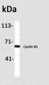 Anti-Cyclin B1 antibody [GNS1] used in Western Blot (WB). GTX30914