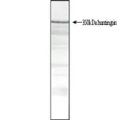 Anti-Huntingtin antibody [HDB4E10] used in Western Blot (WB). GTX31045