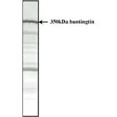 Anti-Huntingtin antibody [HDC8A4] used in Western Blot (WB). GTX31046