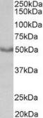 Anti-mAChR M1 antibody, C-term used in Western Blot (WB). GTX31062